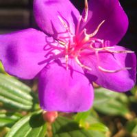 シコンノボタン,お花のある暮らし,羽子板,庭に咲くお花たちの画像