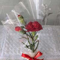 カーネーション,赤いカーネーション,鉢植え,花のある暮らし,母の日のプレゼントの画像