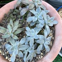 朧月,多肉たち,ベランダの画像