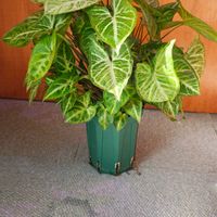 シンゴニウム,観葉植物,ガーデニング,ボタニカルライフ,お庭の植物の画像