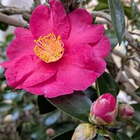 サザンカ,サザンカ,サザンカ,ジンチョウゲ,ジンチョウゲの画像