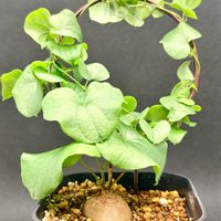 亀甲竜,実生の画像