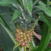 パイナップル,パイナップル,タイワンバナナ,タイワンバナナ,ロファンセラの画像