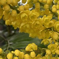 ヒイラギナンテン,ヒイラギナンテン,今年もよろしくお願いします,今日も元気に行きましょう♡,お出かけ先の画像