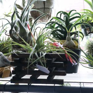 柚子,チランジア レオナミアーナ,チラチームの画像