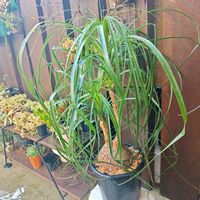 トックリラン,水苔,枕木,玄関アプローチの画像