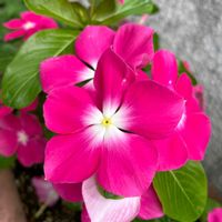 ニチニチソウ,ビンカ,日々草（にちにちそう）,一年草または多年草,ニチニチカの画像