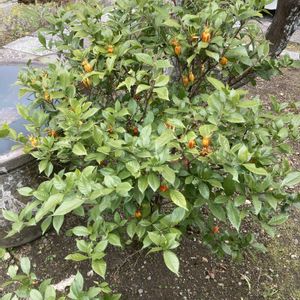 クチナシ,クチナシ,クチナシ,山野草,アカネ科の画像