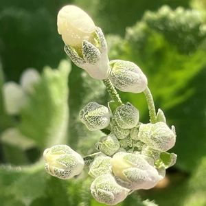 白が好き,#ガーデニング,エクステリアの画像