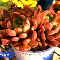ピンクルビー,ダイソー,エケベリア属,植物男子ベランダー,エケベリア好きの画像