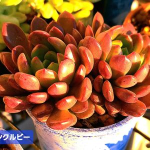 ピンクルビー,ダイソー,エケベリア属,植物男子ベランダー,エケベリア好きの画像