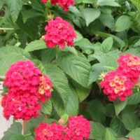 ランタナ,寄り道散歩の画像