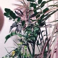 コリウス,ミルクブッシュ,ザミオクルカス,ザミオクルカス,ドラセナ レインボーの画像