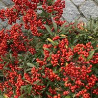 ピラカンサ,散歩にて,いいねをありがとうございます¨̮♡︎の画像