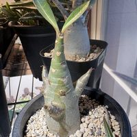 アデニウム,アデニウム・ソコトラナム,塊根植物,コーデックス,植物のある暮らしの画像