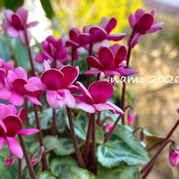 シクラメン,八重咲きシクラメン・フェアリーピコ,シクラメン フェアリーピコ,球根,放置栽培の画像