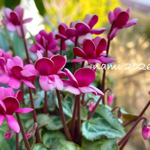 シクラメン,八重咲きシクラメン・フェアリーピコ,シクラメン フェアリーピコ,球根,放置栽培の画像