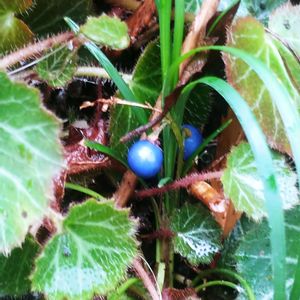 リュウノヒゲの実,かわいい雑草,植中毒,新年のご挨拶,スマホ撮影の画像