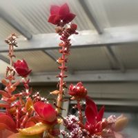 火祭り,多肉植物,クラッスラ属,火祭りの花,べんけいそう科の画像