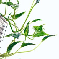 ポトス,ポトステルノシャングリラ,ポトス テルノ シャングリラ,観葉植物,ポトス♪の画像