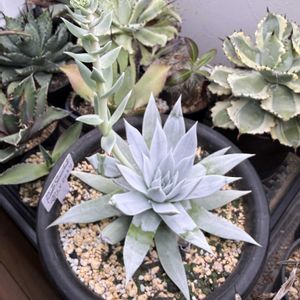 ダドレア・プルベルレンタ,ダドレア 雪山,2025.11,2025.12,ダドレア　雪山×ヌビゲナの画像