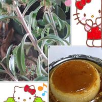 不死鳥,多肉植物,鉢植え,カランコエ属,玄関内の画像