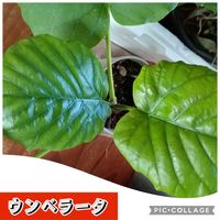 フィカスウンベラータ,デンドロビウム 縁,東北人花の会,チーム魔女っ子,yu ＆ゆうクラブの画像