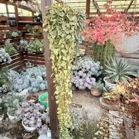 ツルニチニチソウ,ガーデニングの画像