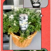 フランネルフラワー エンジェルスター,東向ベランダの画像