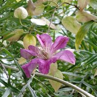 グレビレア,クレマチス,クレマチス,セミの抜け殻の画像