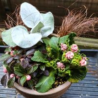 カレックス,プリムラ　ジュリアン,プリムラ・ジュリアン,ゴーテリア,寄せ植えの画像