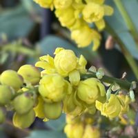 ヒイラギナンテン,花壇,ガーデニング,山野草,樹木の画像