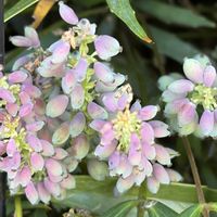 ヒイラギナンテン,花壇,ガーデニング,山野草,樹木の画像
