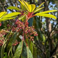ヤブラン,斑入りツワブキ,ユズリハ,ユズリハの花,ユズリハの新芽の画像