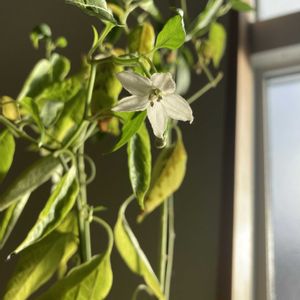 トウガラシ,トウガラシ,窓際,ナス科,トウガラシ属の画像