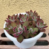 ハムシー,エケベリア ハムシーの画像