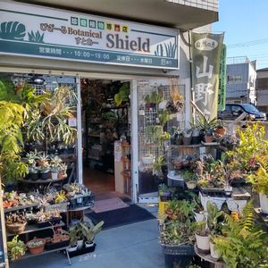 多肉植物,ウラボシ科,ビカクシダ属,食中植物,塊根の画像