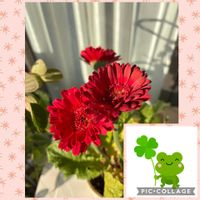 ガーベラ,ガーベラ,レティジア,レティジア,秀麗の画像