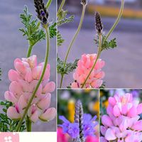 ルピナス,レースラベンダー,寄せ植え,ガーデニング,可愛いの画像