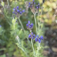 ラベンダー,GSのみなさんに感謝♡,ありがとう♡,紫色の花,1月の画像