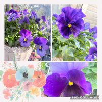 ペチュニア,よく咲くスミレ,パンジー　マシュリマダム,絵になるスミレ,愛しの紫の画像