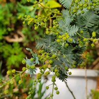 ミモザの蕾,山茶花(さざんか）,香り姫,雪景色!,かわいいの画像