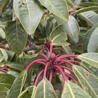 シバザクラ,シバザクラ,ユズリハ,ユズリハ,今日のお花の画像