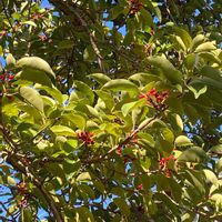 クロガネモチの画像