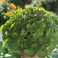 セネッティ,花と生きるサントリー,サンフラマニア,サンフラびとの画像