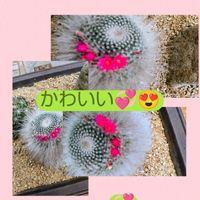 サボテンの花,ビニールハウス,人との繋がりに感謝✨,今日も元気に頑張ろう‼️,花友さんに感謝♡の画像