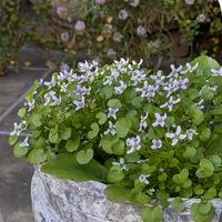 イベリス,ムギワラギク,ローダンセマム,グロリオサ,イオノプシジウム（ヒメムラサキハナナ）の画像