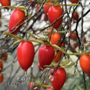 ロウヤガキ,老爺柿（ロウヤガキ）,盆栽,朝散歩,真っ赤な火曜日の画像