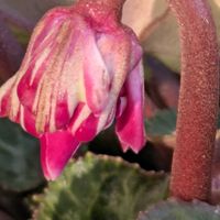 グリーンローズ,馬酔木,ハーデンべルキア,ピポカリマ,巨大輪ナデシコ、ベンティパフェの画像