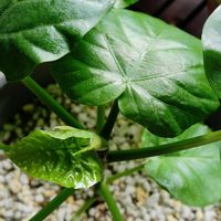 ウンベラータ,観葉植物,初心者,キッチンの画像